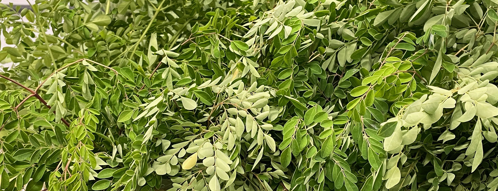 Fresh moringa local fare jax